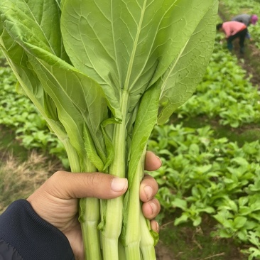 精品白菜苔，红菜苔，油菜苔地头直发