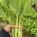 精品白菜苔，红菜苔，油菜苔地头直发