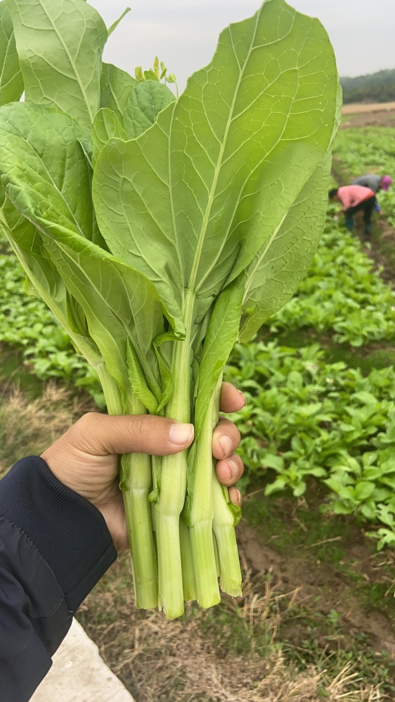 精品白菜苔，红菜苔，油菜苔地头直发