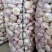 【精品】金乡大蒜山东干大蒜精品培育多瓣新鲜大蒜大量上市