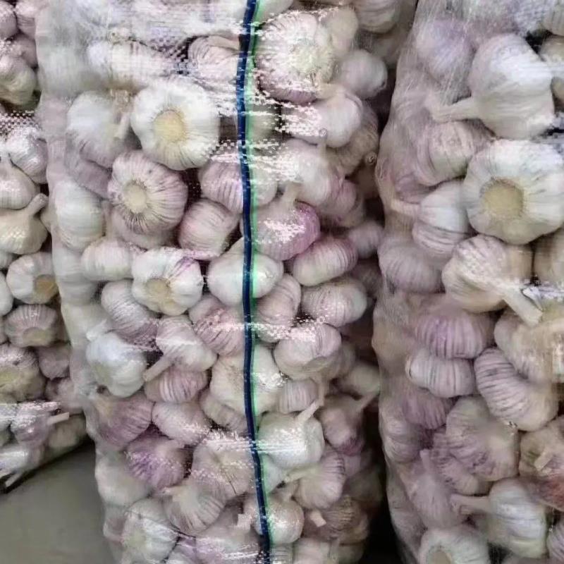 【精品】金乡大蒜山东干大蒜精品培育多瓣新鲜大蒜大量上市