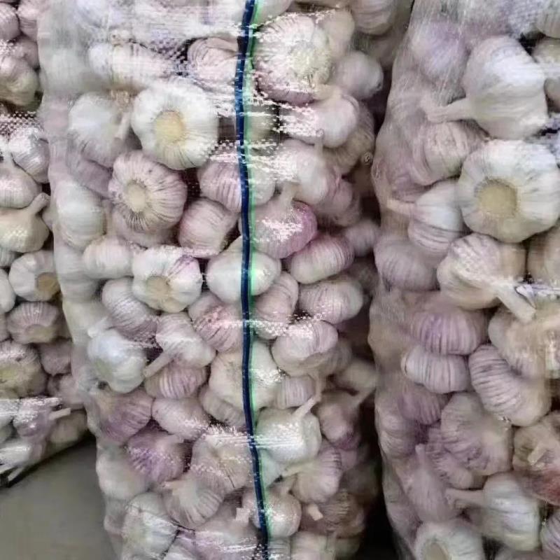 【精品】金乡大蒜山东干大蒜精品培育多瓣新鲜大蒜大量上市