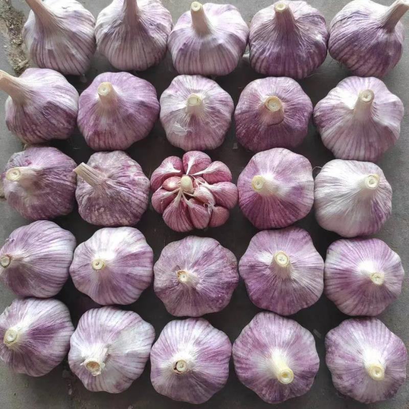 【精品】金乡大蒜山东干大蒜精品培育多瓣新鲜大蒜大量上市