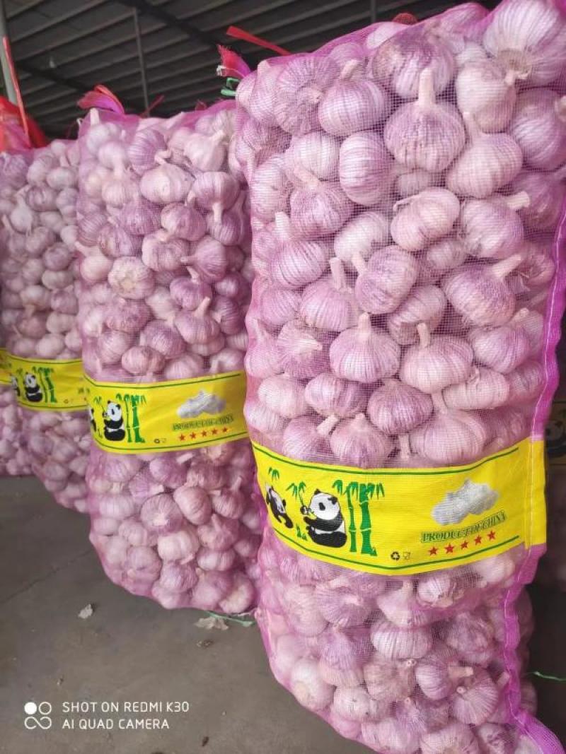 【精品】金乡大蒜山东干大蒜精品培育多瓣新鲜大蒜大量上市