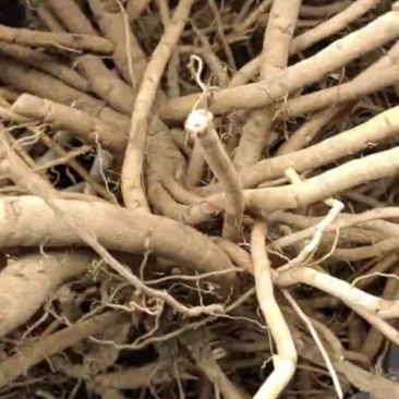 牡丹根7年生，红土地现货，口罩结束开工，友情提示：红土地