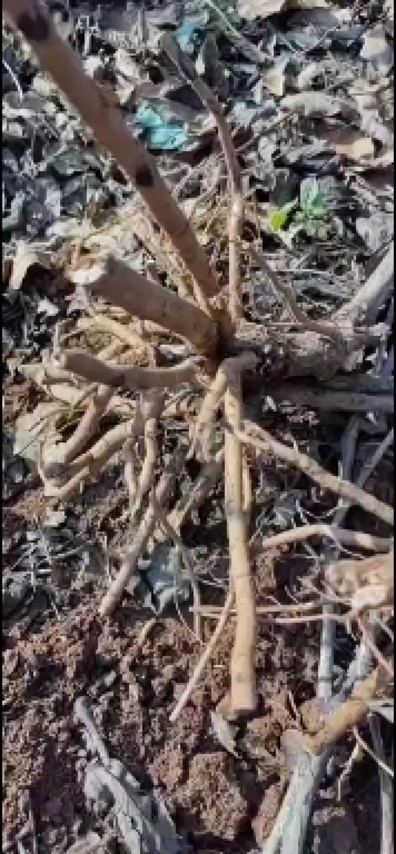 牡丹根7年生，红土地现货，口罩结束开工，友情提示：红土地