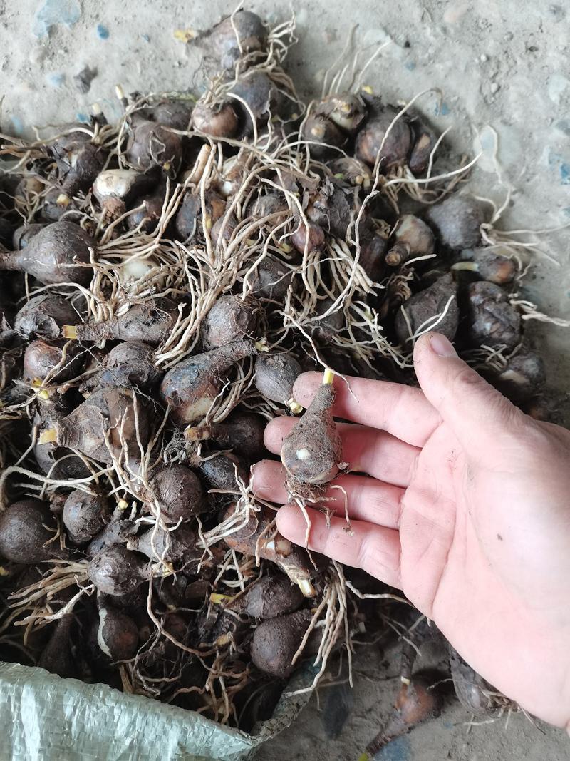 石蒜红花石蒜庭院绿化工程用苗量大从优一手货源