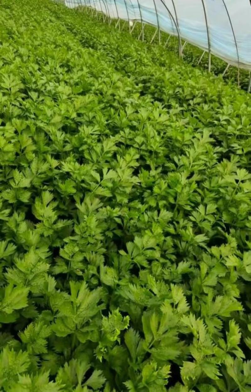 【实力代办】西芹大量供应芹菜全国发货可视频看货