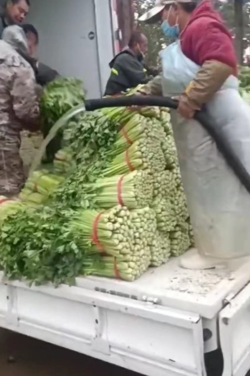 【实力代办】西芹大量供应芹菜全国发货可视频看货