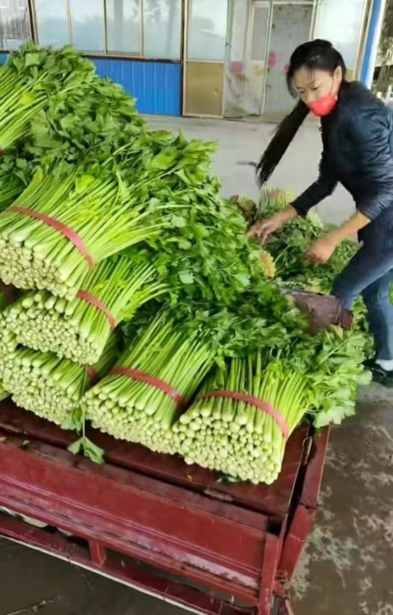 【实力代办】西芹大量供应芹菜全国发货可视频看货