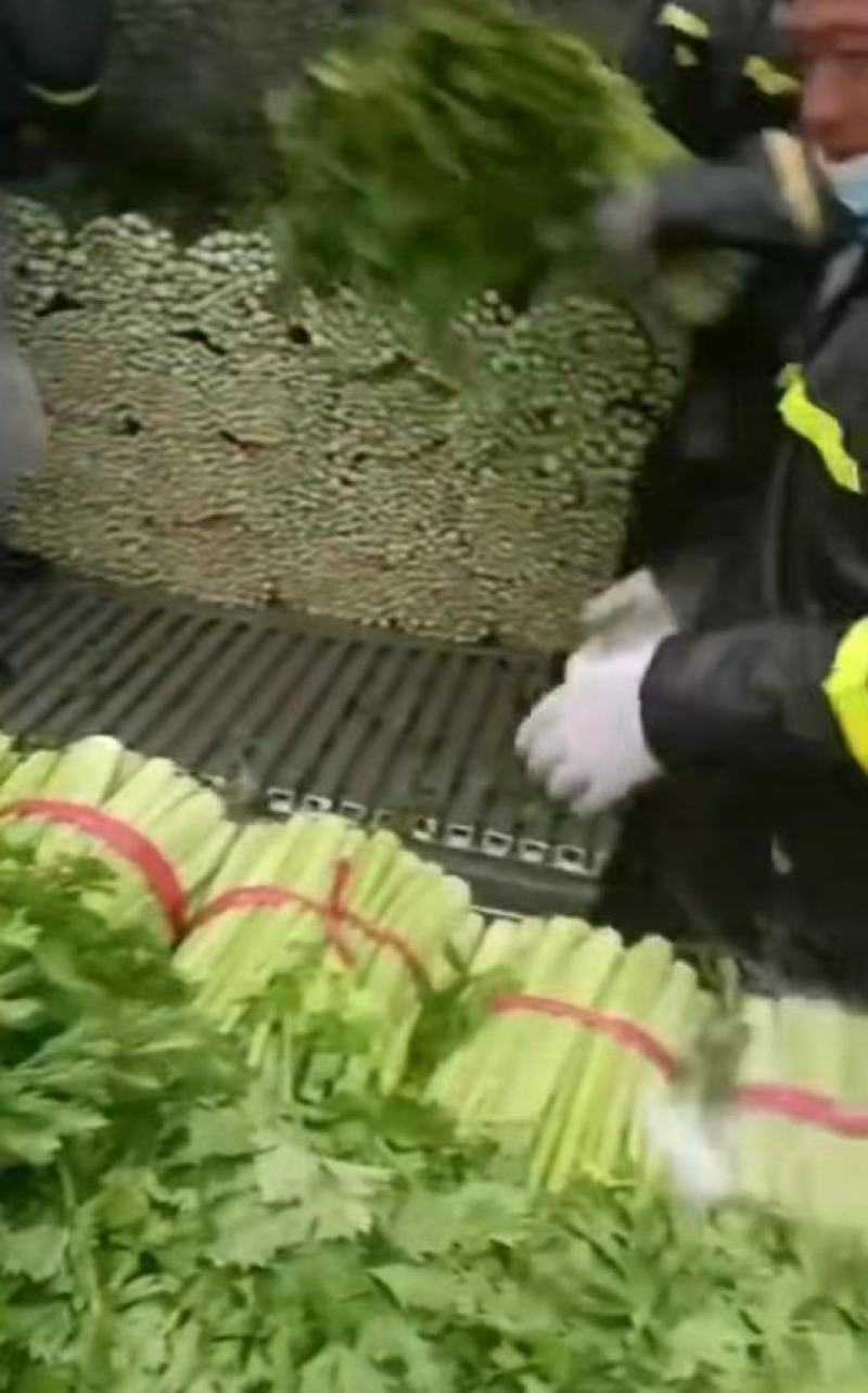 【实力代办】西芹大量供应芹菜全国发货可视频看货