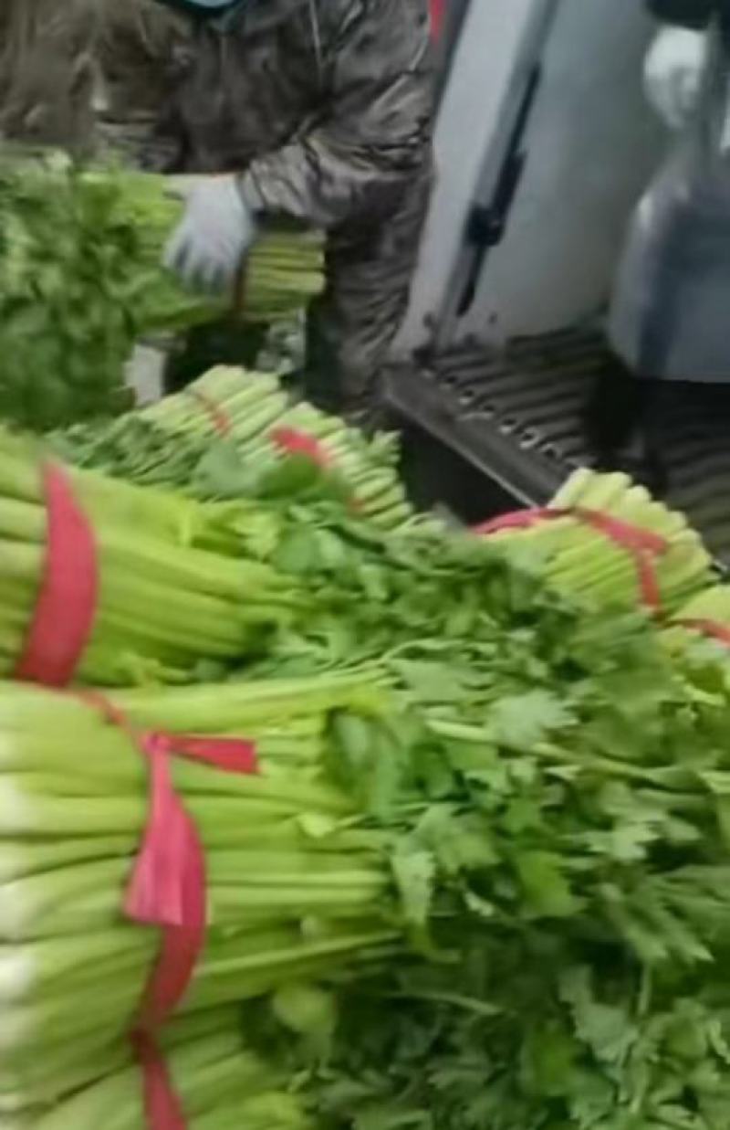 【实力代办】西芹大量供应芹菜全国发货可视频看货