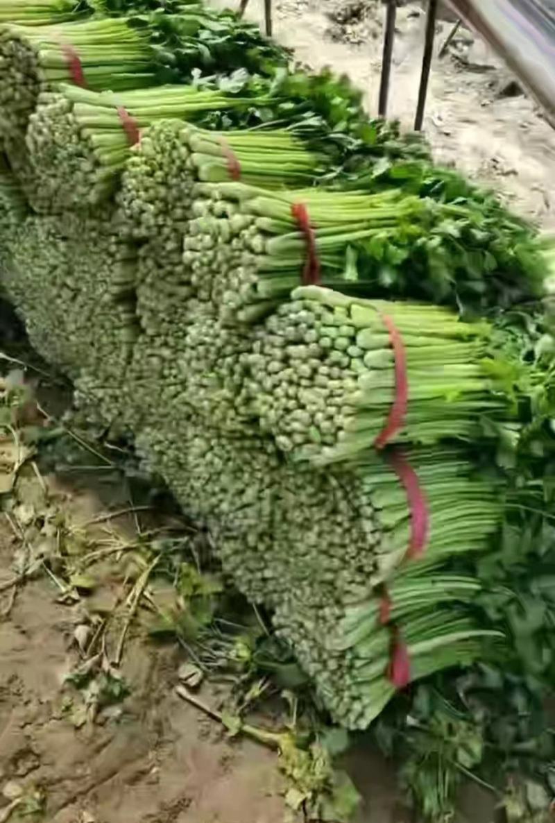 【实力代办】西芹大量供应芹菜全国发货可视频看货