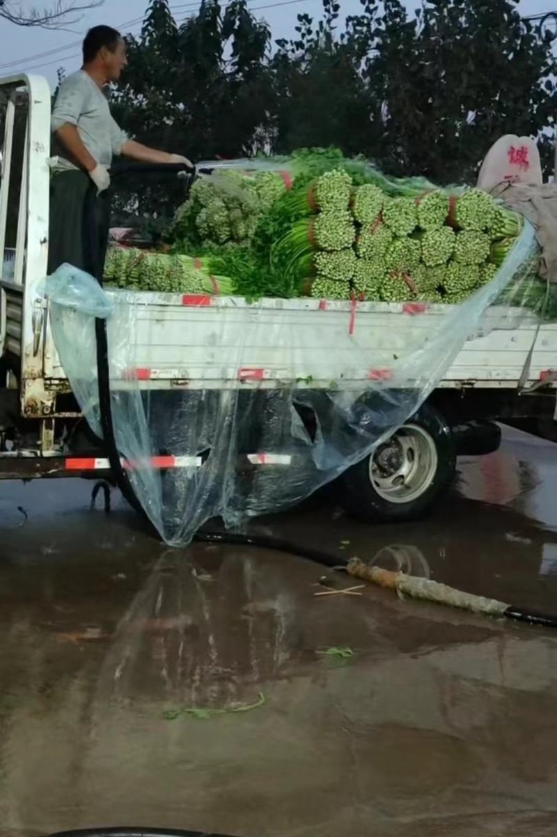 【实力代办】西芹大量供应芹菜全国发货可视频看货
