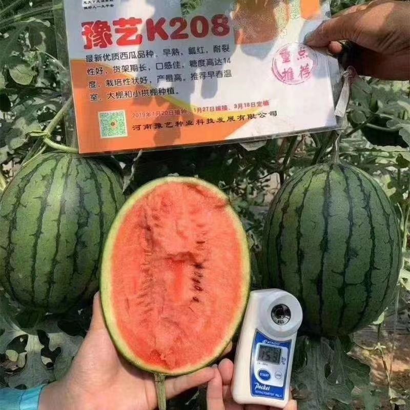 礼品西瓜苗发货中抗病抗裂含糖量高商品性强易管理