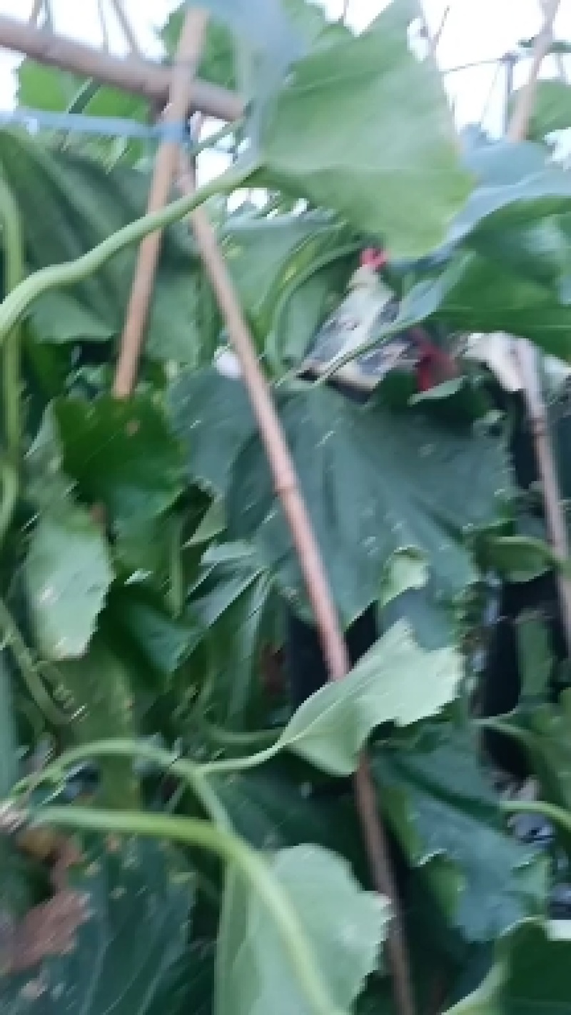 东瓜大量上市