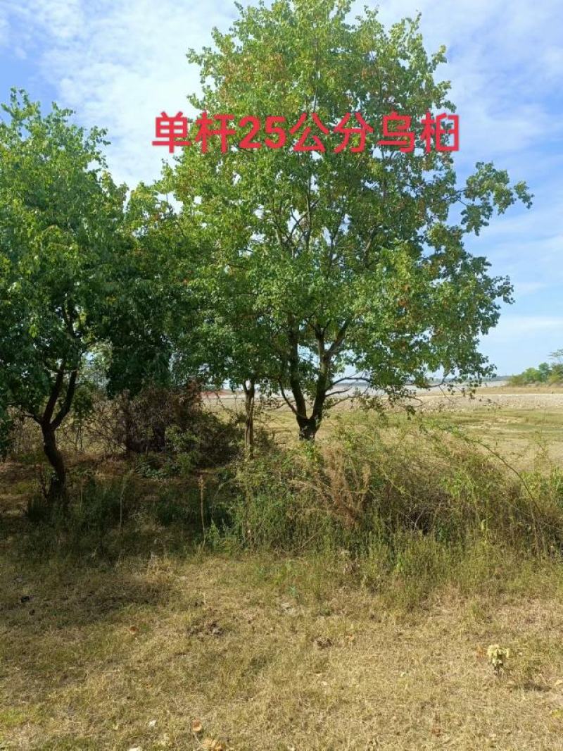 红叶乌桕一手货源精品乌桕