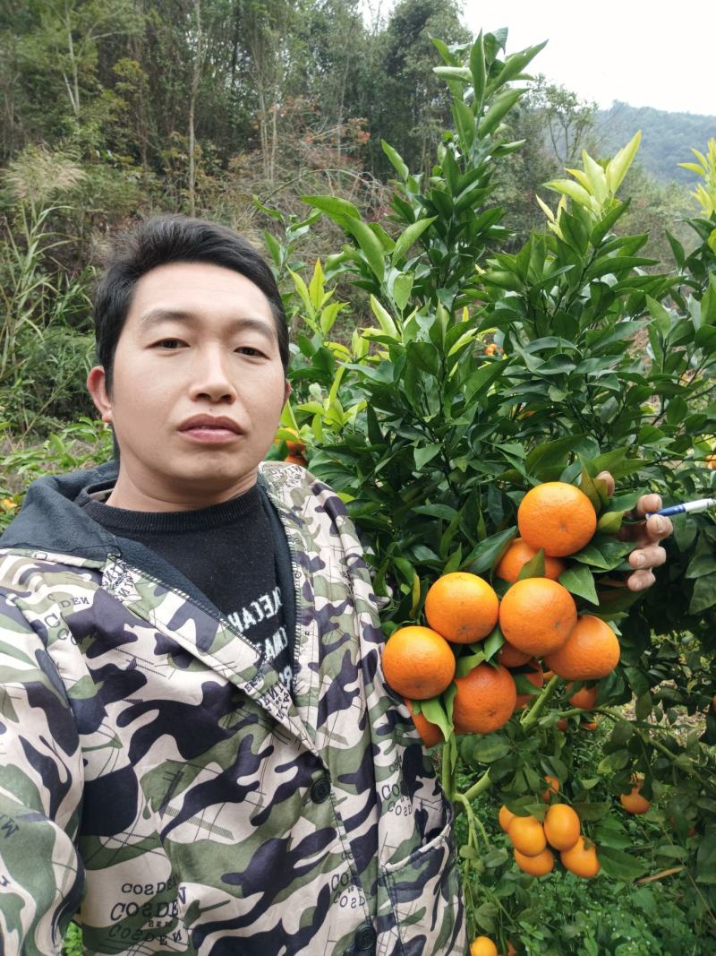 沃柑沃柑皮薄多汁果肉化碴果园直摘供应各大市场电商社区团购