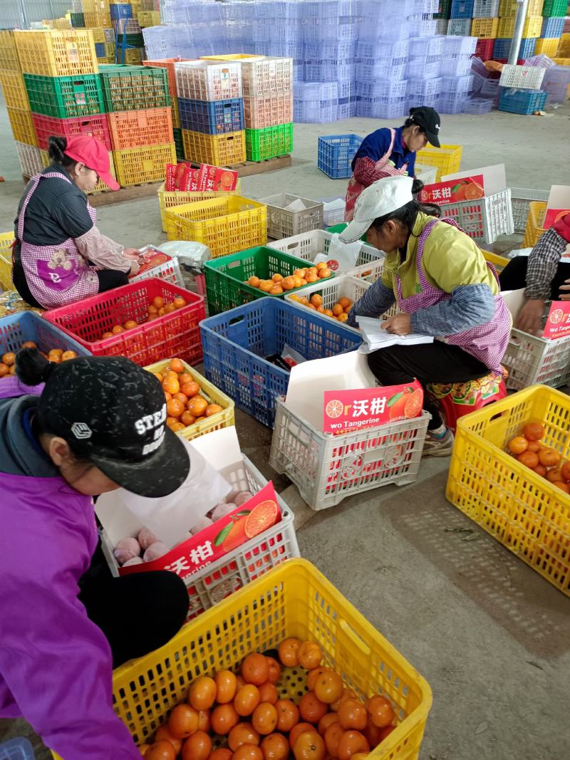 沃柑沃柑皮薄多汁果肉化碴果园直摘供应各大市场电商社区团购