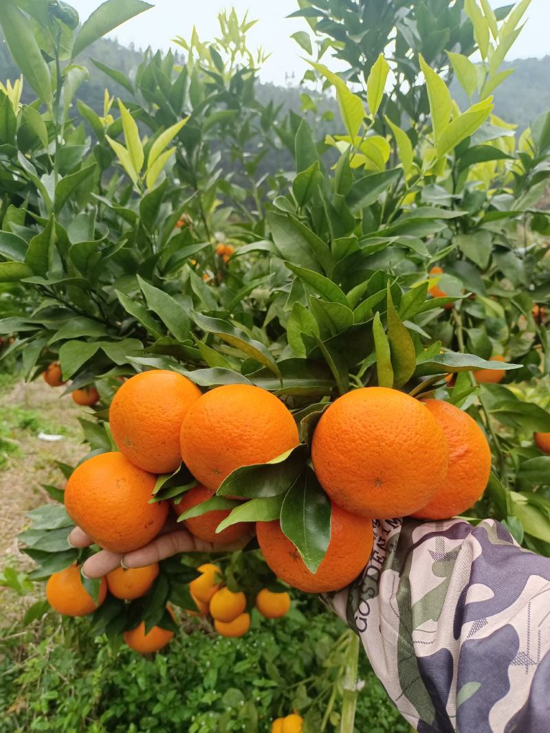 沃柑沃柑皮薄多汁果肉化碴果园直摘供应各大市场电商社区团购