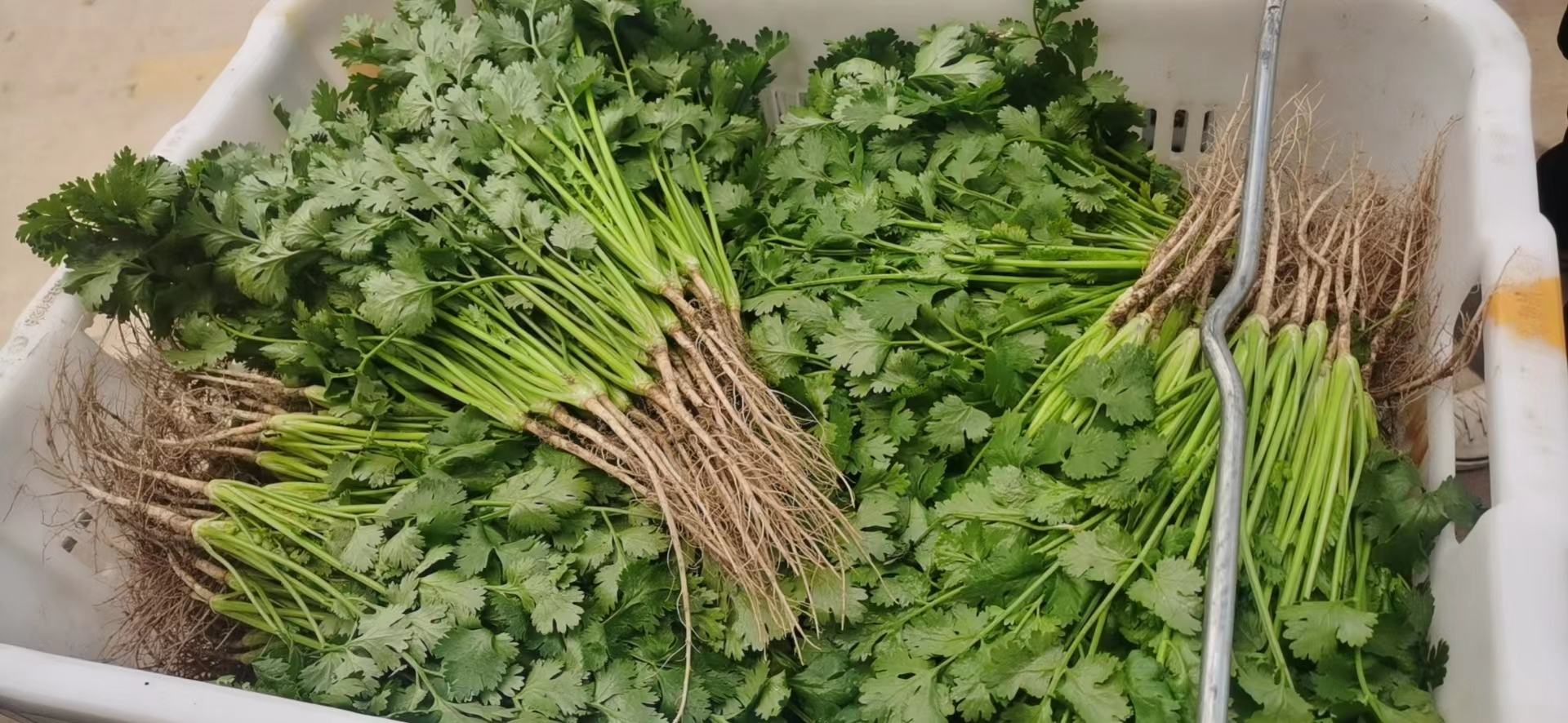 新鲜采摘的大叶香菜,叶片翠绿,富含营养 大叶香菜的营养组成