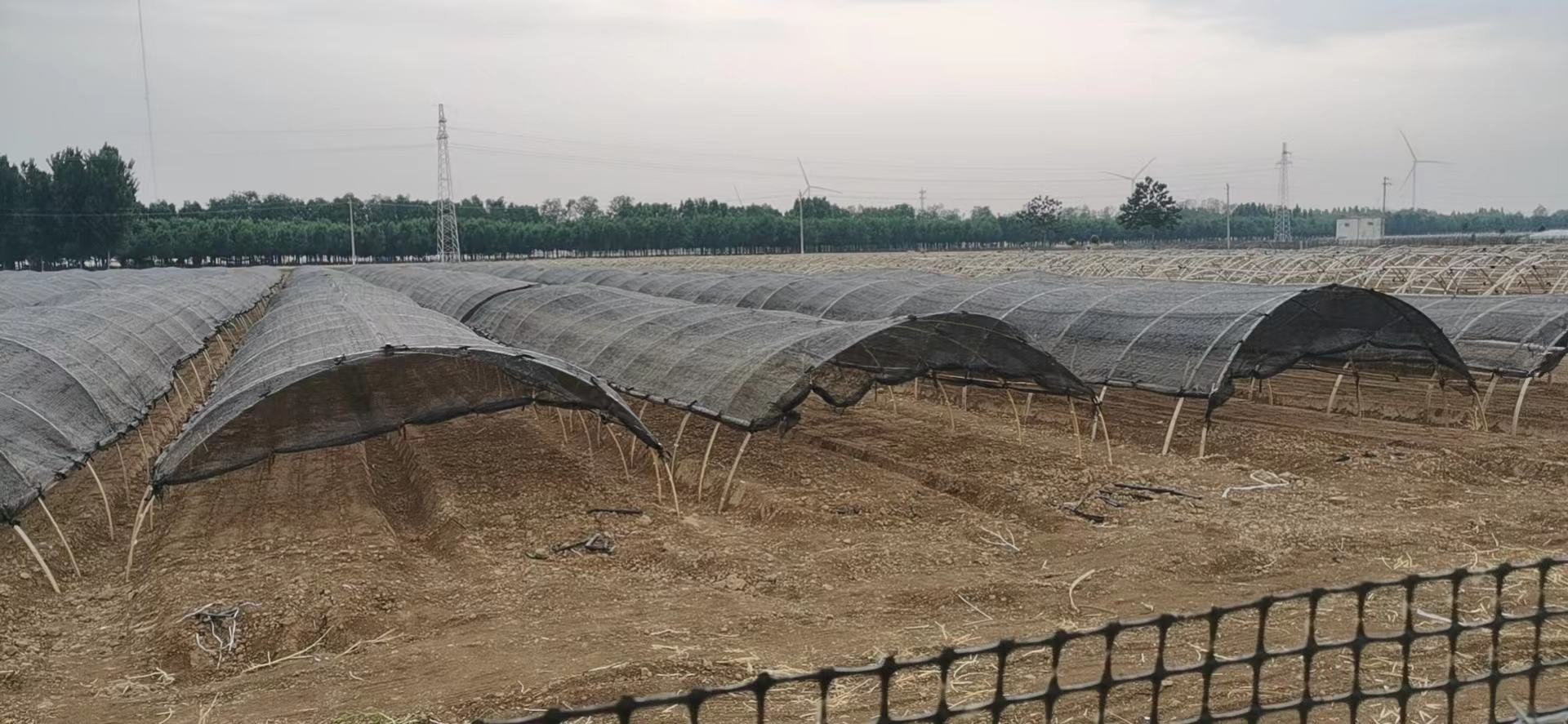 展示夏季香菜田间使用遮阳网的栽培场景,棚架结构清晰,香菜长势良好,地面湿润但无积水。工人正在巡视田块,远处可见温度计和湿度监测设备。 香菜夏季遮阳网栽培实景图