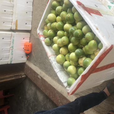 钦蜜九号黄金果