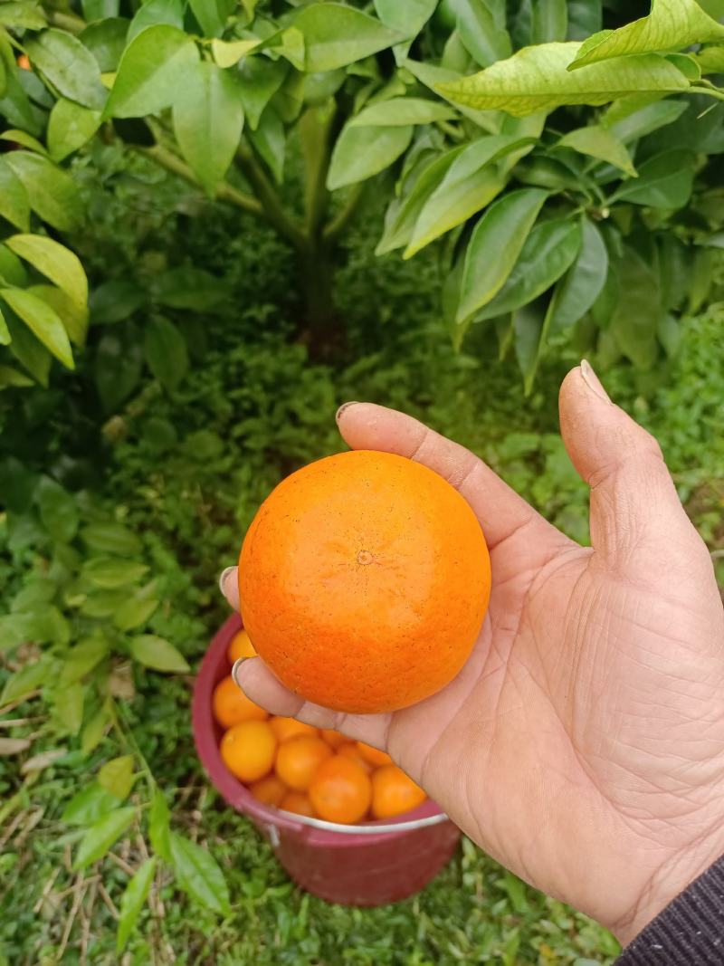 沃柑沃柑皮薄多汁果肉化碴果园直摘供应各大市场电商社区团购