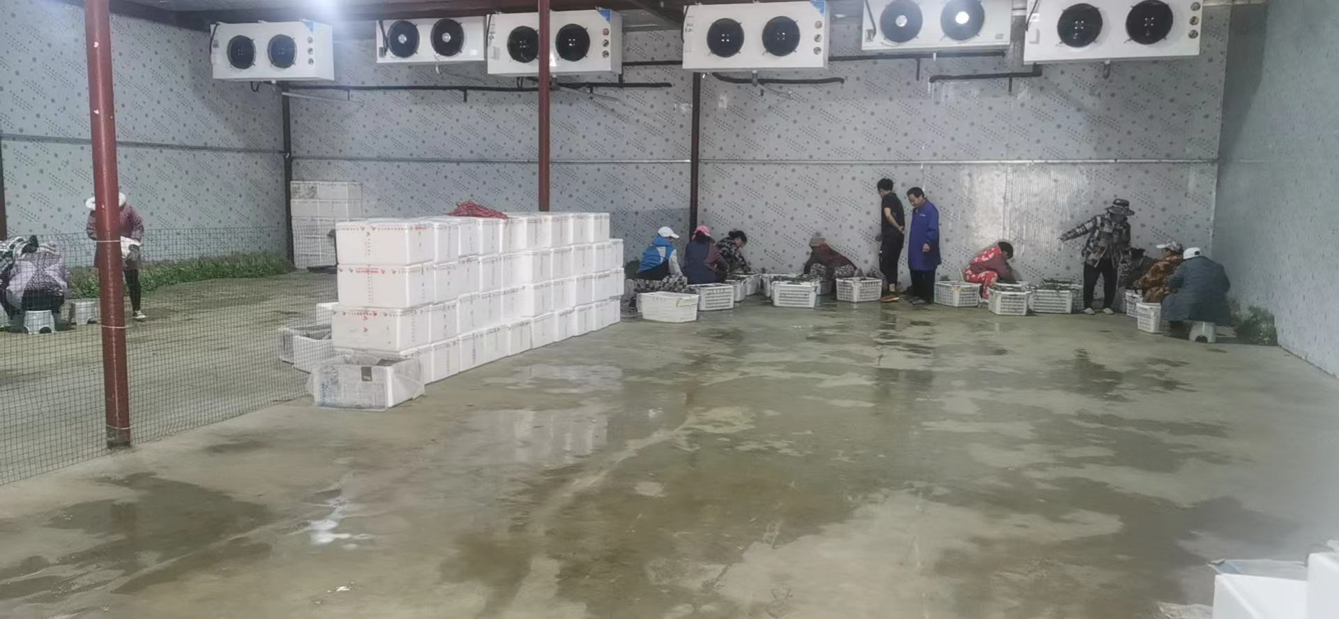 大叶香菜标准化冻干加工厂内部全景,展现自动化清洗、预冷、冻干、包装全流程,体现工业化生产能力 大叶香菜现代化加工产线实景:全自动清洗流水线、热风预冷隧道、真空冻干机群及智能包装工位协同作业,操作人员身着洁净服监控数据看板
