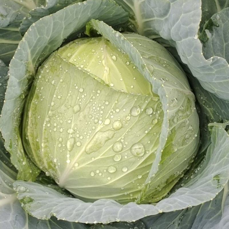 四川包菜扁包菜，奥奇娜甘蓝，耐运输大型基地一手货源