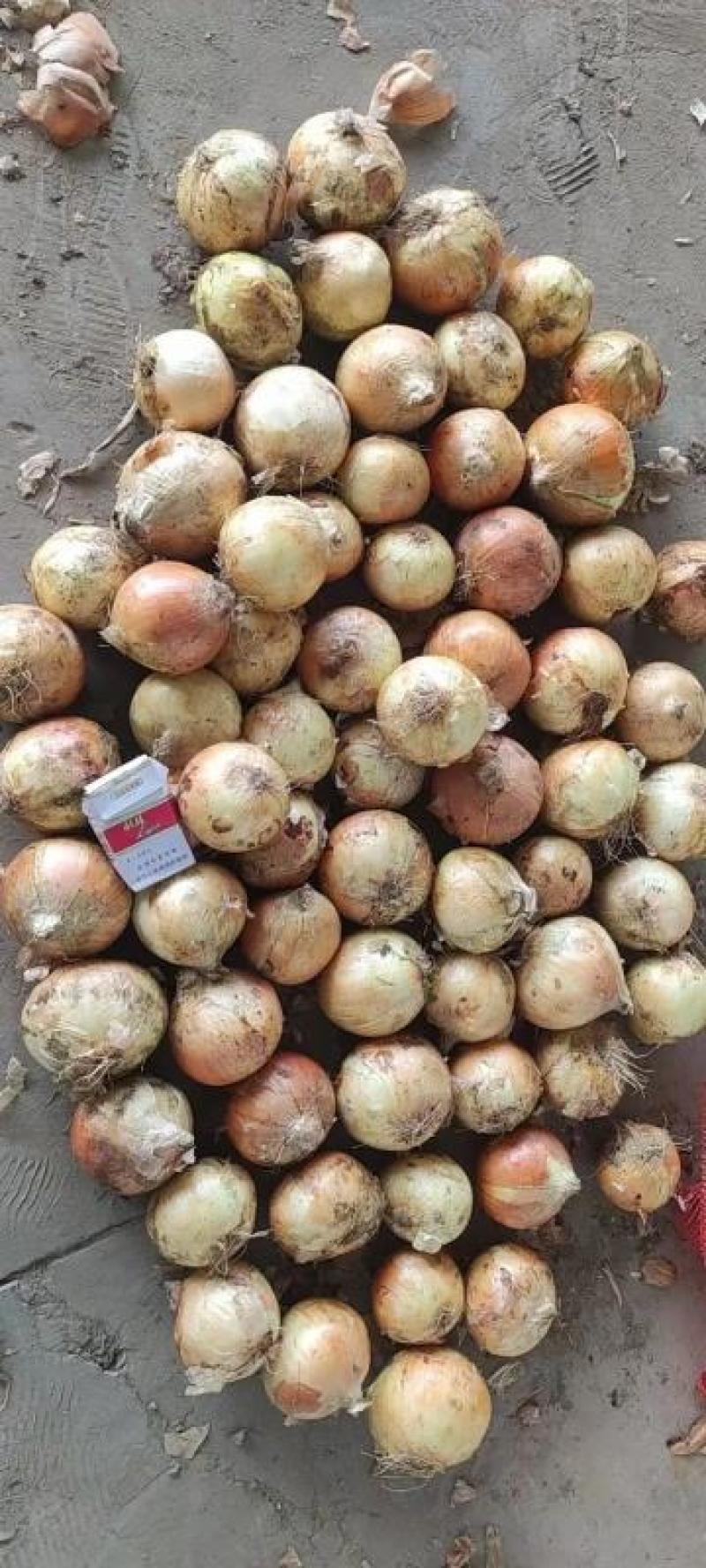 黄皮洋葱山东济宁洋葱基地发货量大从优保质保量诚信经营