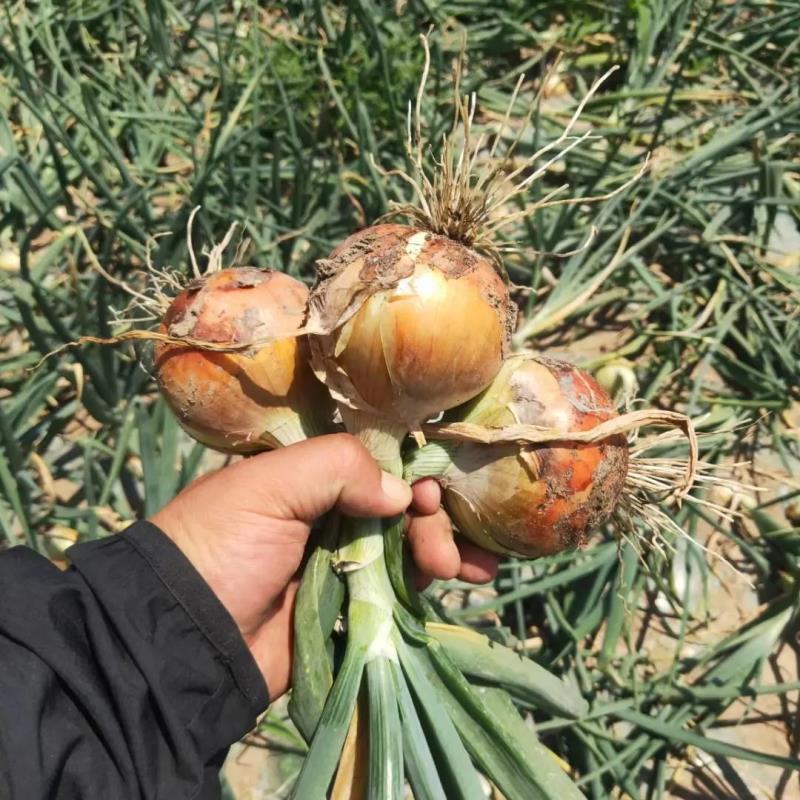 黄皮洋葱山东济宁洋葱基地发货量大从优保质保量诚信经营