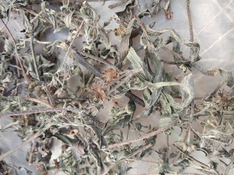 江西野生旱莲草墨旱莲草500克天然莲蓬中药材墨旱