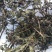 江西野生旱莲草墨旱莲草500克天然莲蓬中药材墨旱