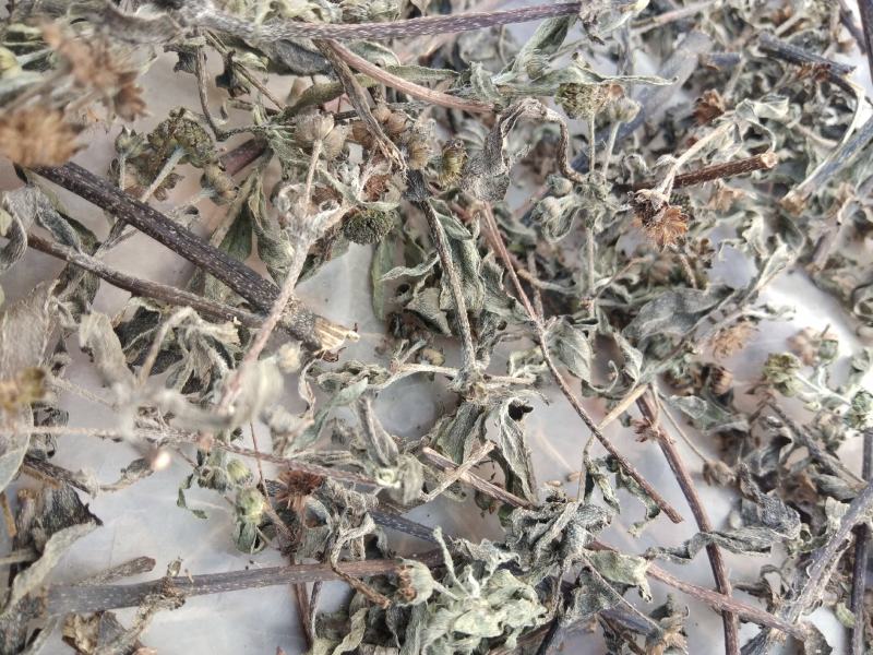 江西野生旱莲草墨旱莲草500克天然莲蓬中药材墨旱