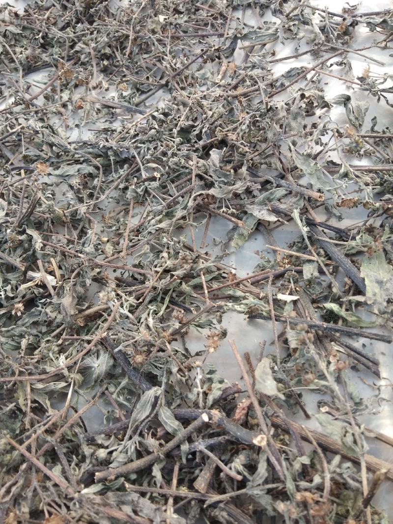 江西野生旱莲草墨旱莲草500克天然莲蓬中药材墨旱