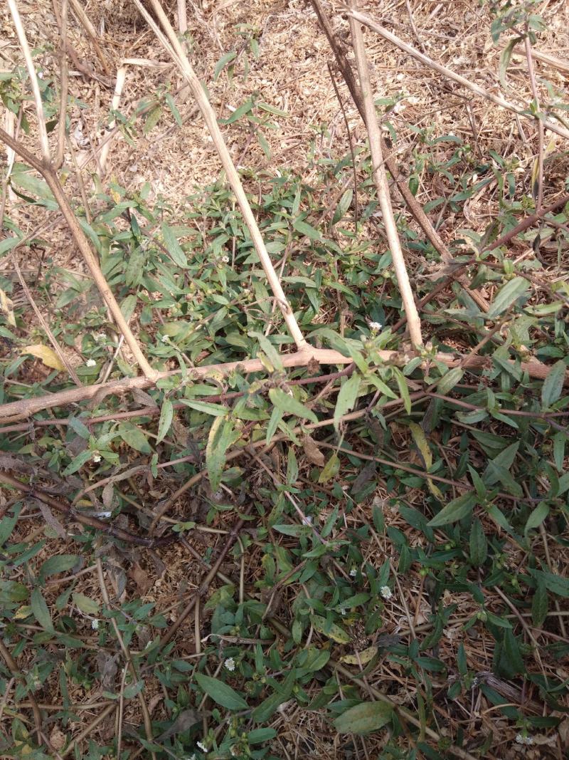 江西野生旱莲草墨旱莲草500克天然莲蓬中药材墨旱