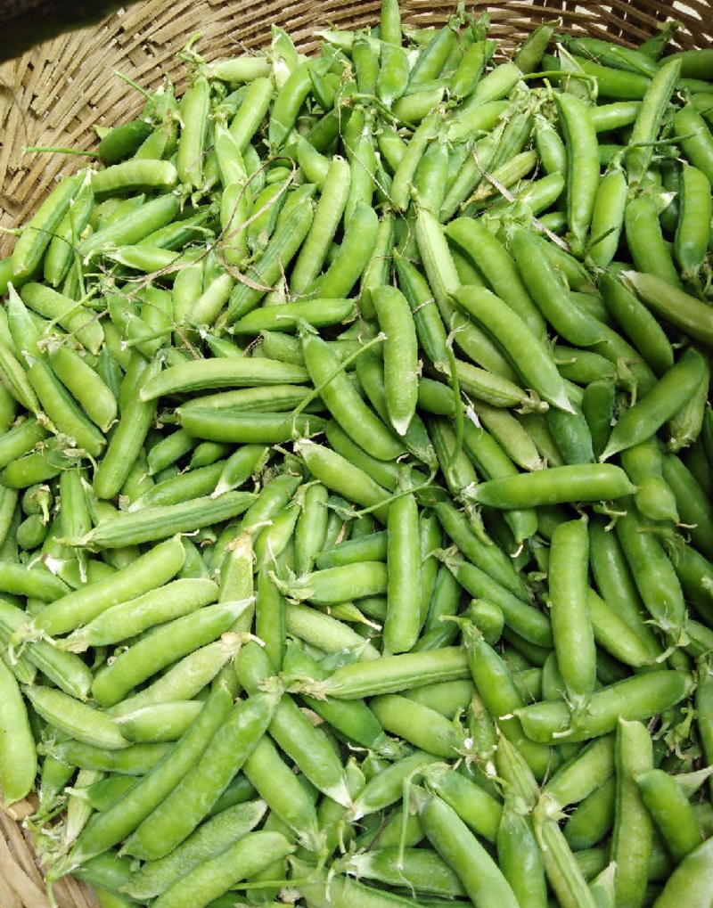 中豌，白豌豆，可以加工，可以大量发货。服务。