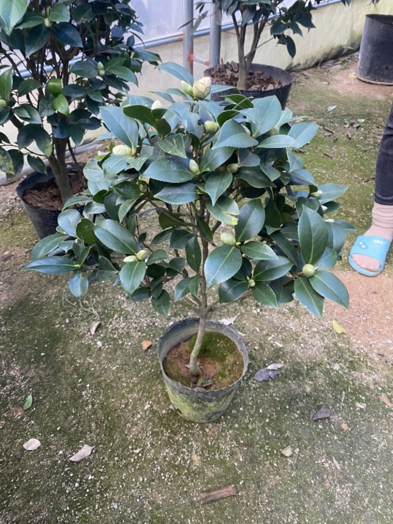 精品盆栽室内外阳台都可大红茶花。五色茶花。白底五色茶花