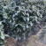 精品盆栽室内外阳台都可大红茶花。五色茶花。白底五色茶花