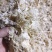 广西大厂竹茹，统货、长细丝，大量批发，支持视频看货选货