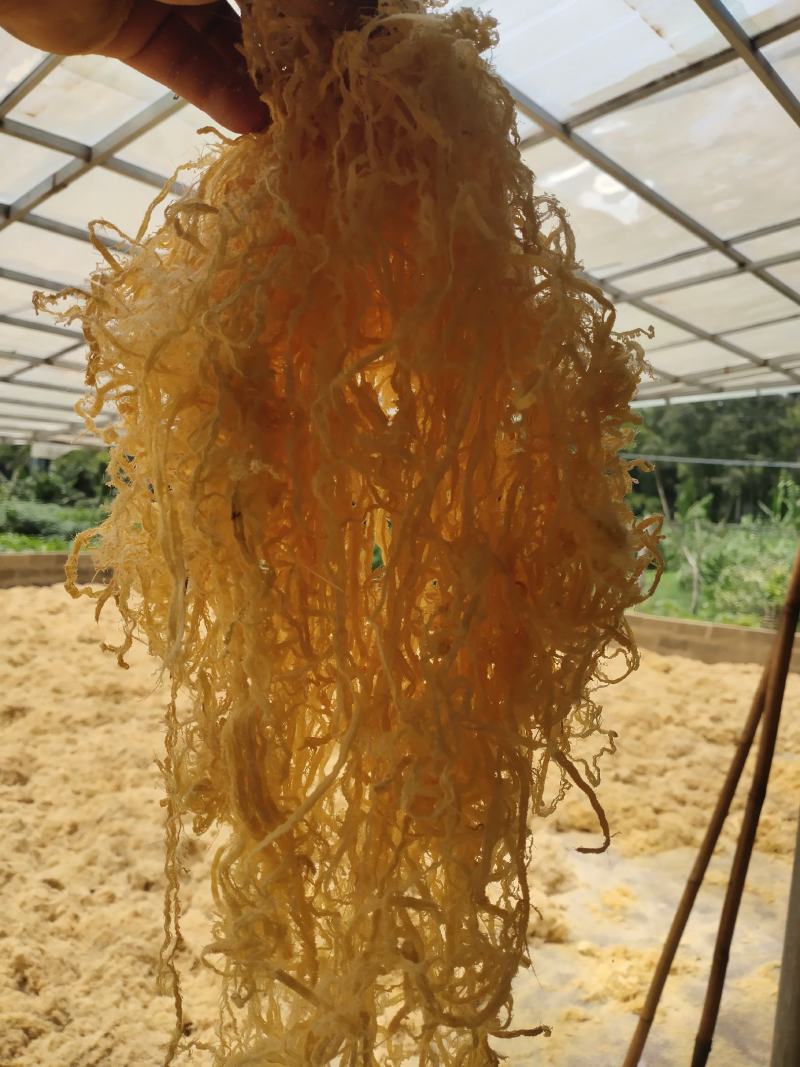 广西大厂竹茹，统货、长细丝，大量批发，支持视频看货选货