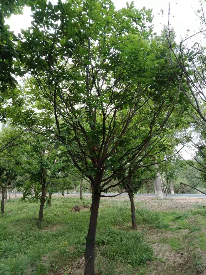 独干和丛生五角枫：胸径6～10公分，密枝大冠，树形优美，