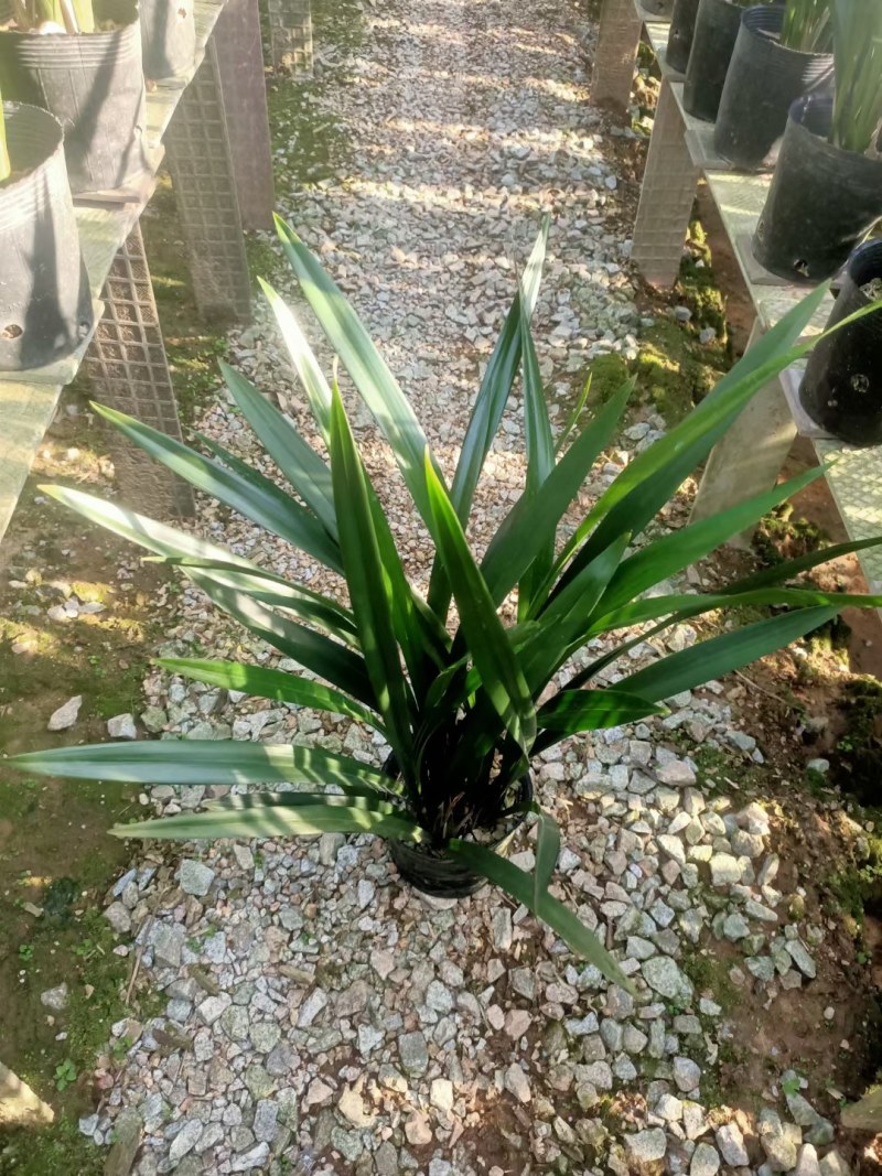 墨兰