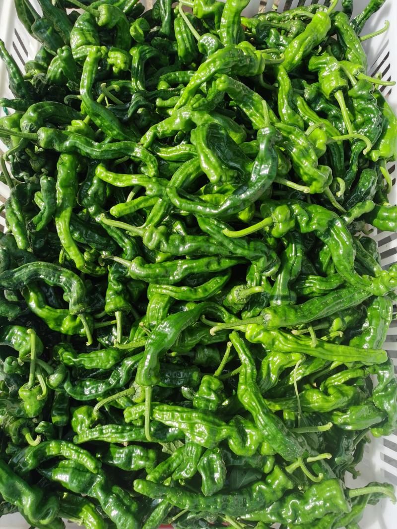 鲜辣椒薄皮椒301椒线椒螺丝椒皱皮椒货源充足