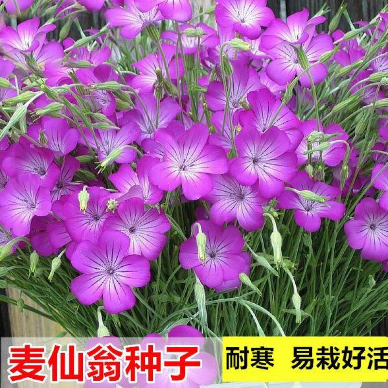 麦仙翁种子粗生野花种子易活阳台庭院观赏花籽盆栽易种四季