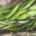 小驳骨草药