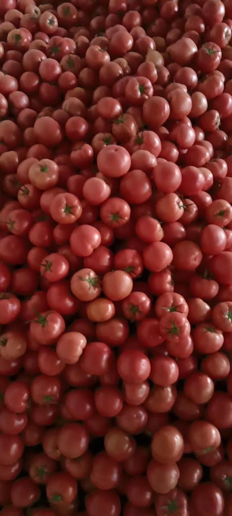 精品西红柿，果型好，个头大小均匀，弧三以上，有需要的