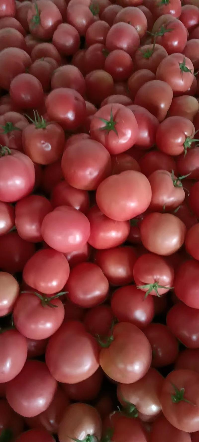 精品西红柿，果型好，个头大小均匀，弧三以上，有需要的