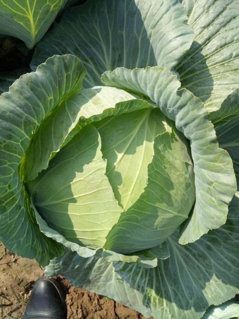 湖北包菜精品圆包菜大量上市一手货源全国发货